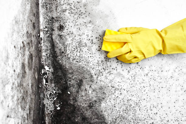 Attic Mold Removal in Churchill, OH